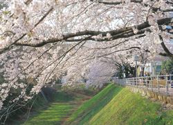 お堀の桜が満開の写真