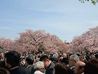 安倍内閣総理大臣主催「桜を見る会」に出席