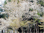 写真：大戸の桜