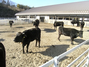 畜産センターの供卵牛