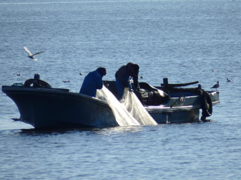 トロール漁業網揚げの様子の写真