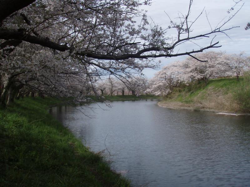 福岡堰桜
