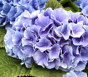 アジサイ（紫）の花の写真