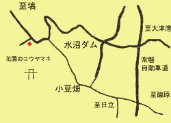 花園のコウヤマキへの地図