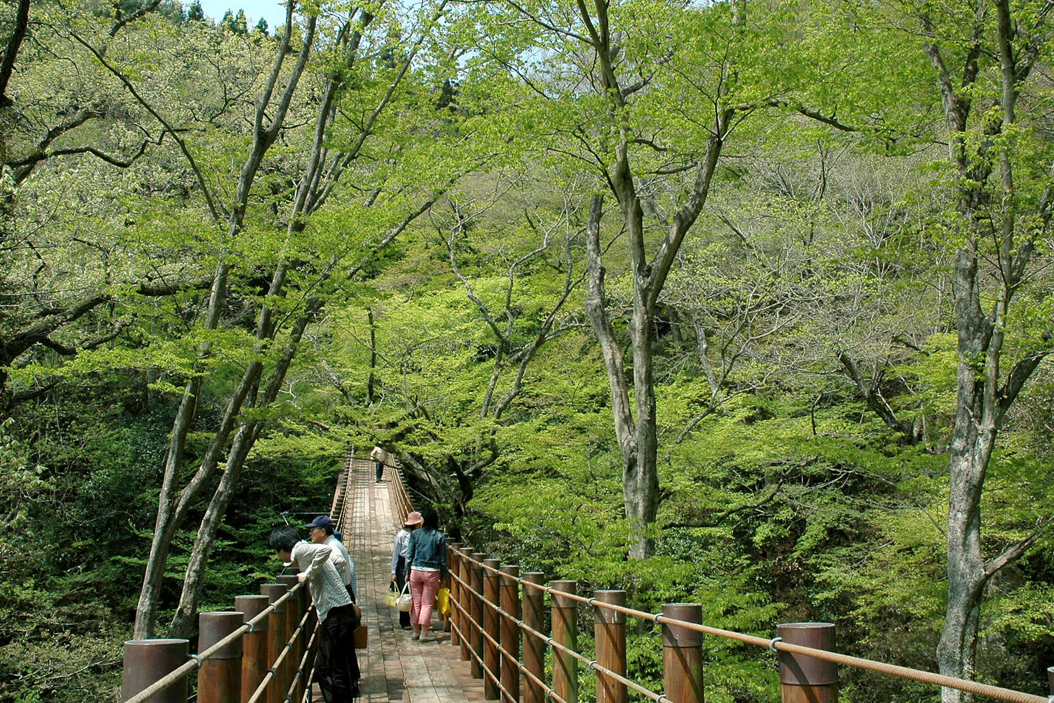 夏 花貫渓谷 高萩市 茨城県