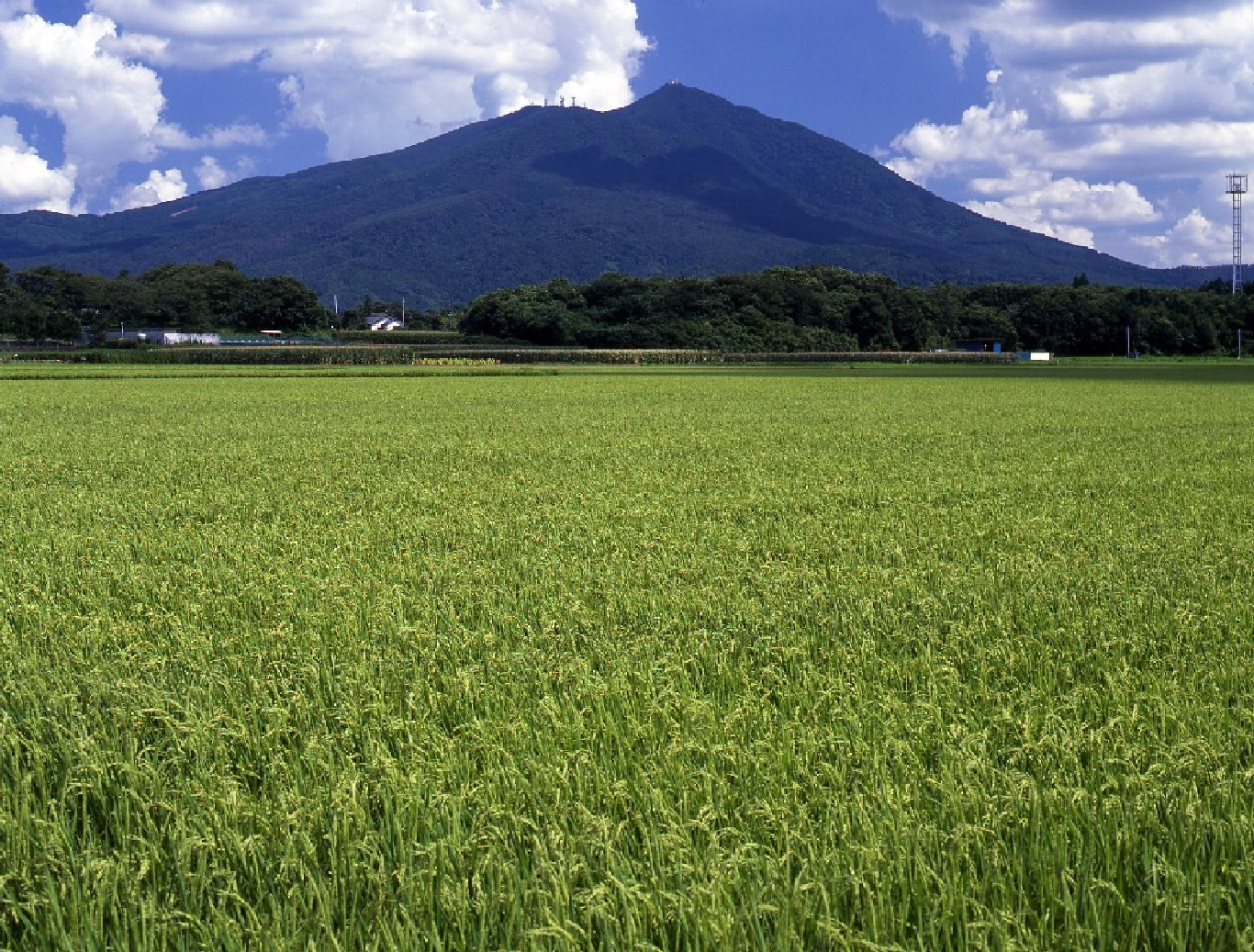 夏 筑波山 茨城県