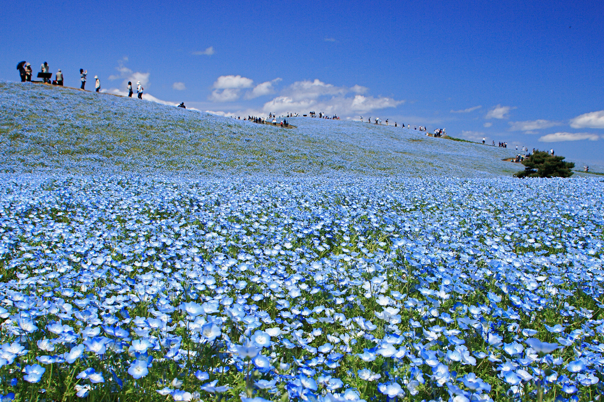 ひたち 海浜 公園 国営