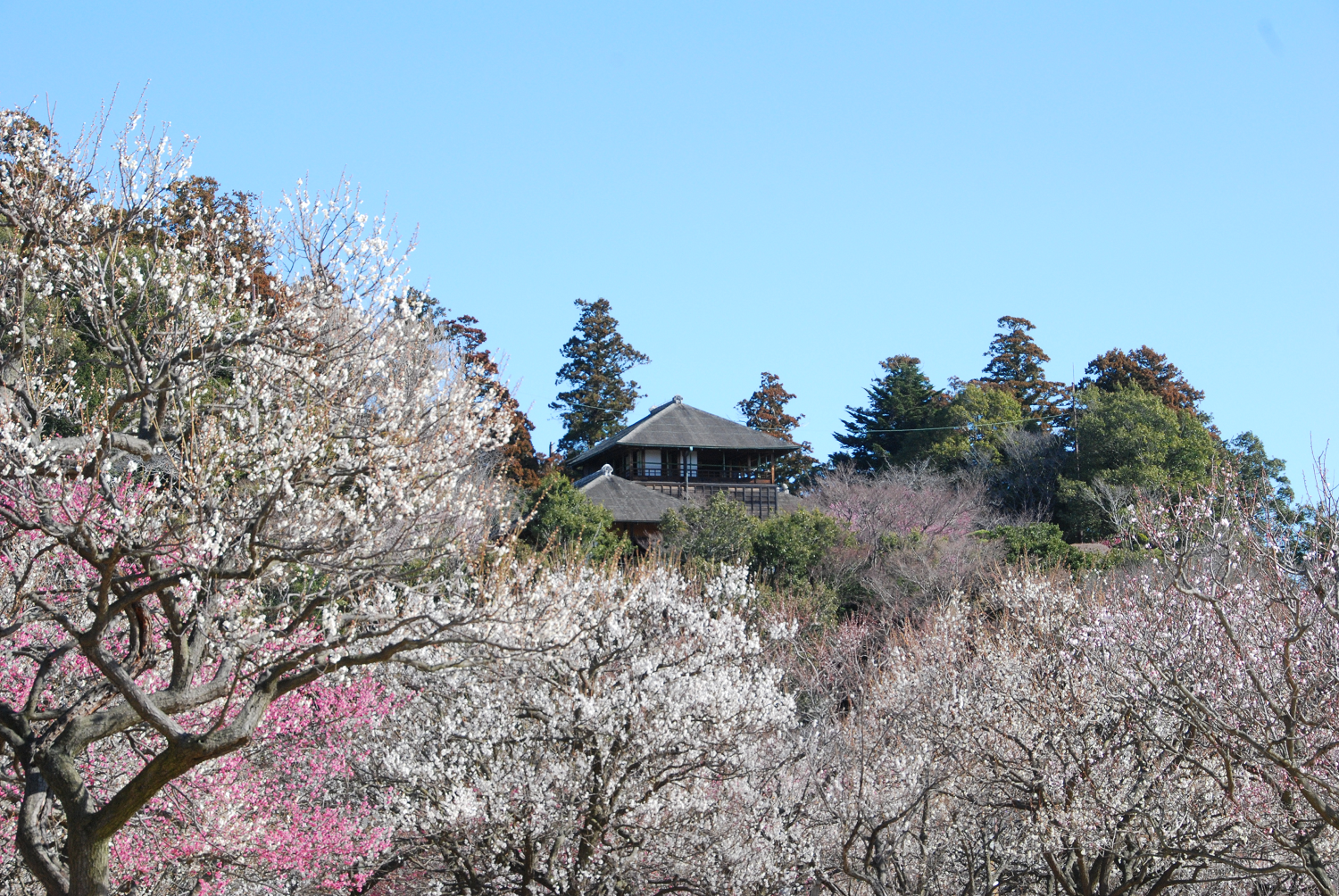 楽園 偕 日本。三大名園之一：茨城水戶「偕樂園」一遊