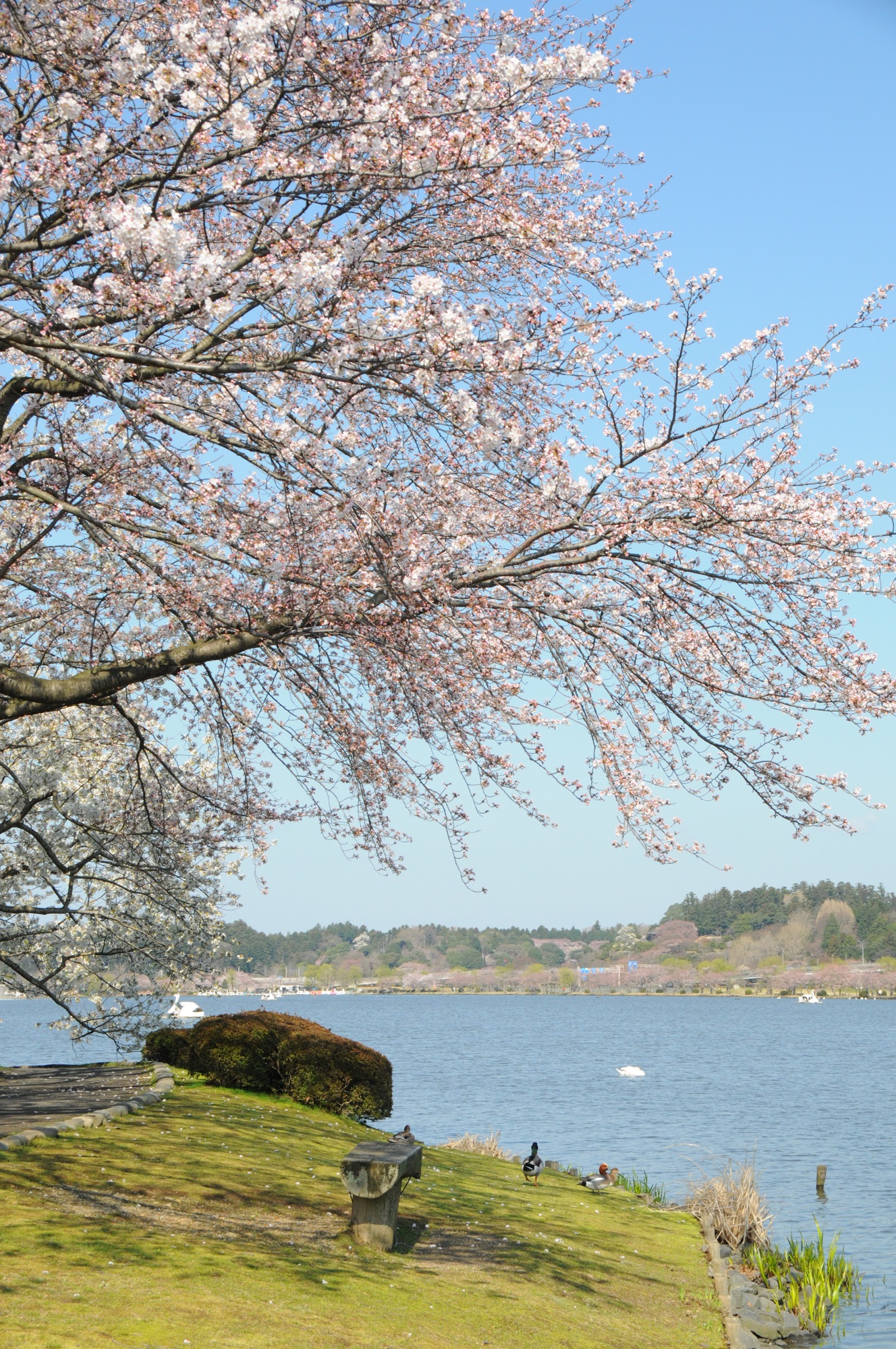 千波湖（水戸市）