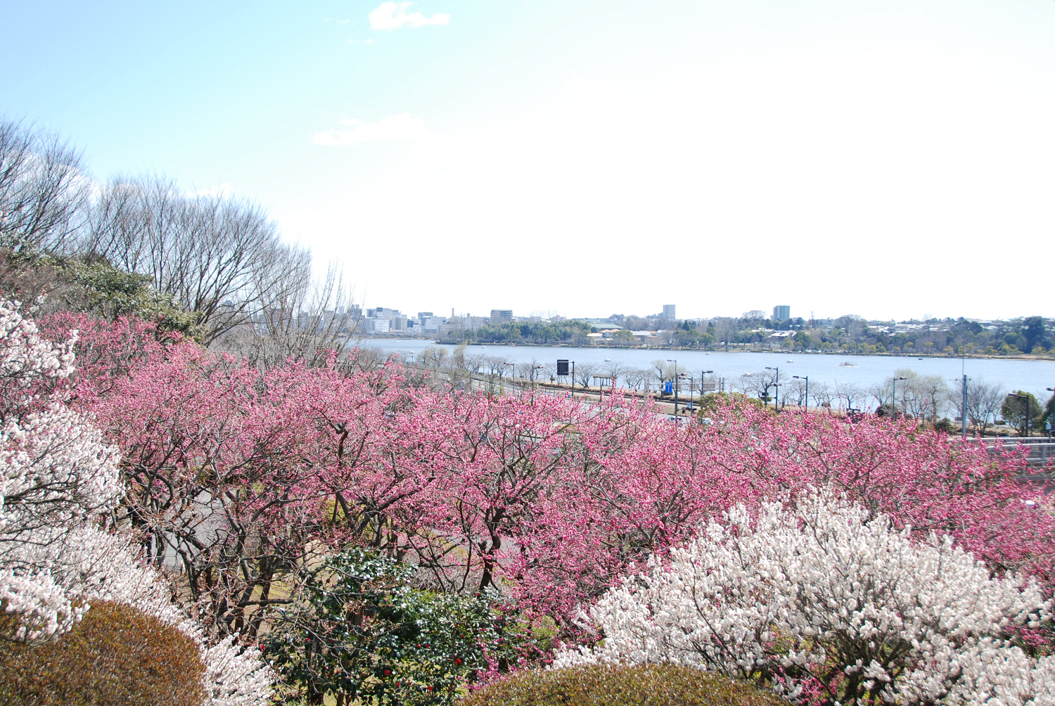 千波湖 水戸市 茨城県