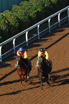 美浦トレーニングセンター1中