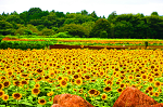 那珂総合公園