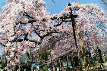 六地蔵寺桜