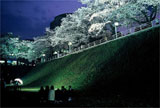 お堀の桜夜