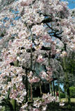 六地蔵寺の桜