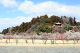 田鶴鳴梅林