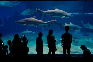 飼育種類数日本一を誇るサメ