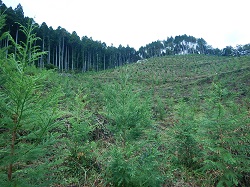 人工林伐採後の再造林