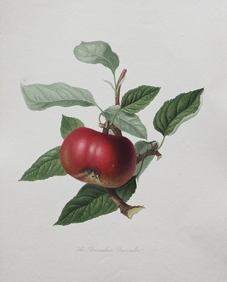ウィリアム・フッカー《リンゴ「デヴォンシャー・カレンデン」》1818年 個人蔵 Photo Michael Whiteway
