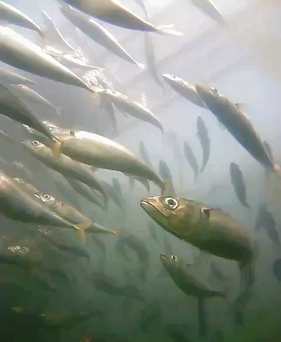 水中カメラにうつった養殖マサバ