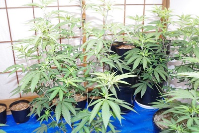 大麻草