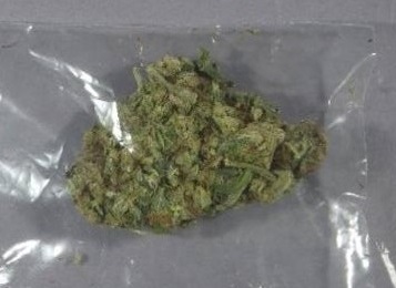 乾燥大麻