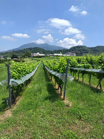つくばワイナリー（つくば市）