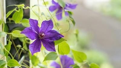 群馬フラワーパークプラス