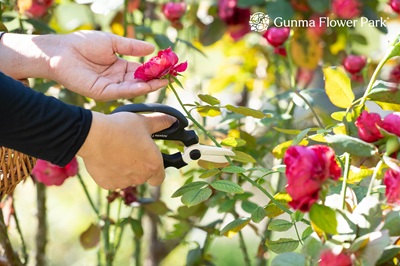 群馬フラワーパークプラス