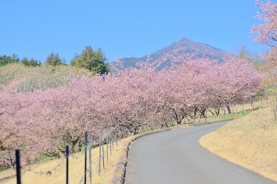 フラワーパーク2