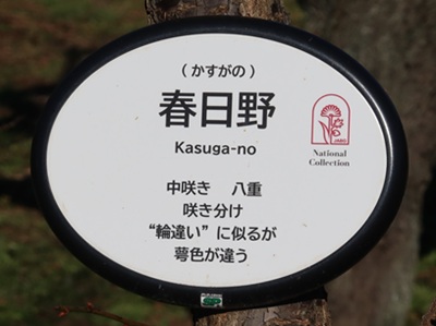 ナショナルコレクション看板