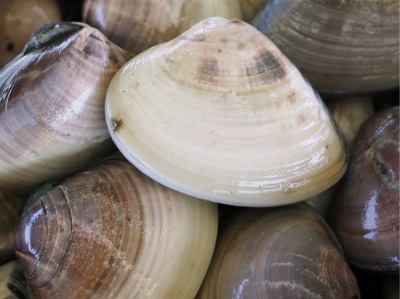 潮干狩りはハマグリ