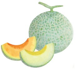 メロンイラスト
