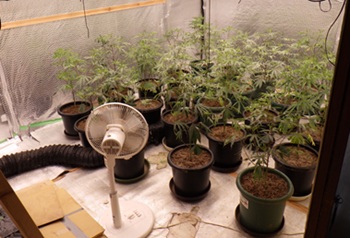 大麻草