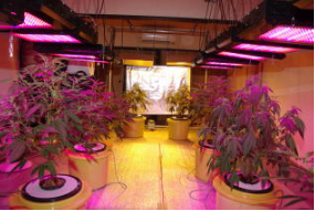 大麻栽培