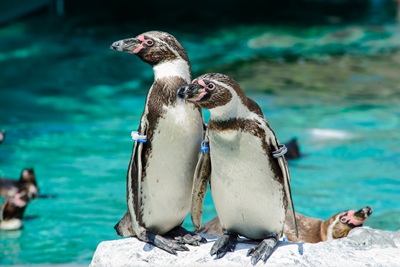 フンボルトペンギン
