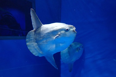 マンボウ