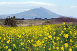 筑波山と菜の花s