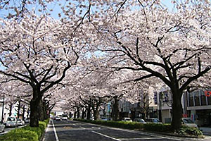 日立桜満喫ライド