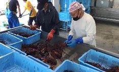 刺し網漁法03