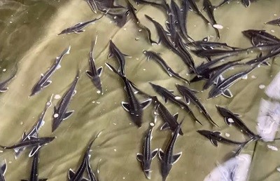 霞ヶ浦キャビア