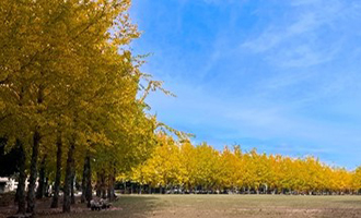 科学万博記念公園の紅葉02