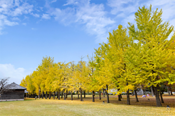 茨城県立歴史館の紅葉