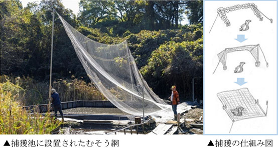 常陸国天然まがも