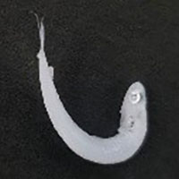 常陸乃国しらす02