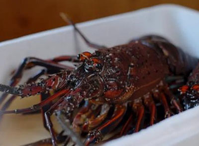 常陸乃国いせ海老01