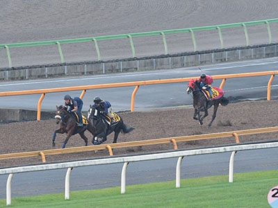 日本中央競馬会美浦トレーニング・センター01