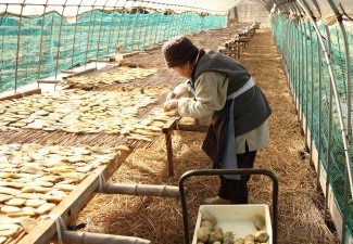 ほしいもの作り方、干す