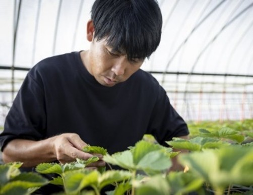 大場いちご園／大場裕介さん(水戸市)