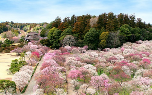 第130回記念水戸の梅まつり